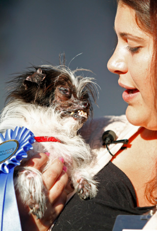 Illustration for article titled Rescue Mutt Named Peanut Crowned 'World's Ugliest Dog'